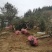 湖北基地出售各种规格漂枝异形黑松，易成活，全国齐发