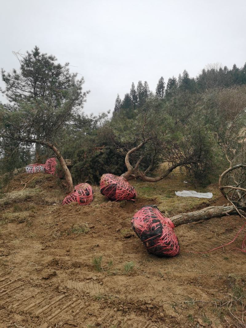 湖北基地出售各种规格漂枝异形黑松，易成活，全国齐发