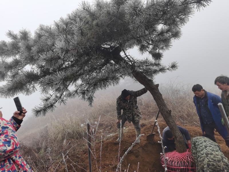 湖北基地出售各种规格漂枝异形黑松，易成活，全国齐发