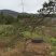 湖北基地出售各种规格漂枝异形黑松，易成活，全国齐发