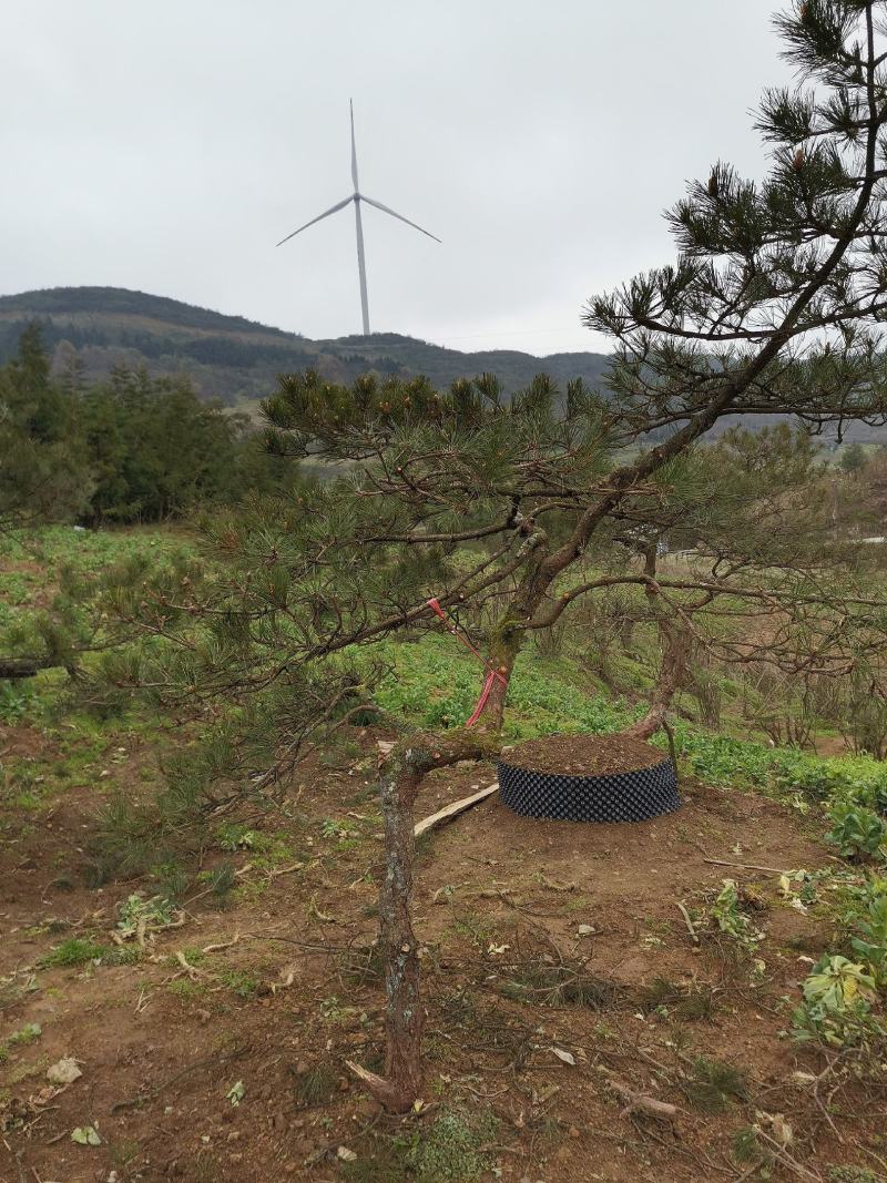 湖北基地出售各种规格漂枝异形黑松，易成活，全国齐发
