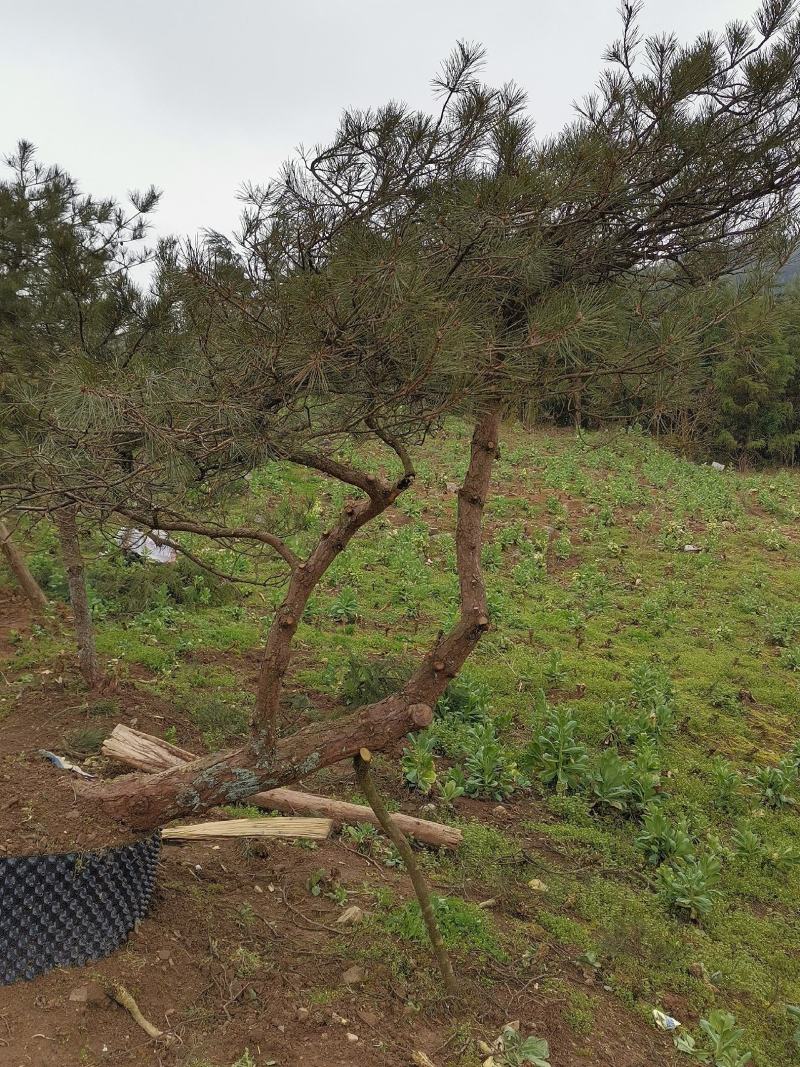 湖北基地出售各种规格漂枝异形黑松，易成活，全国齐发