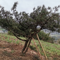 湖北基地出售各种规格漂枝异形黑松，易成活，全国齐发