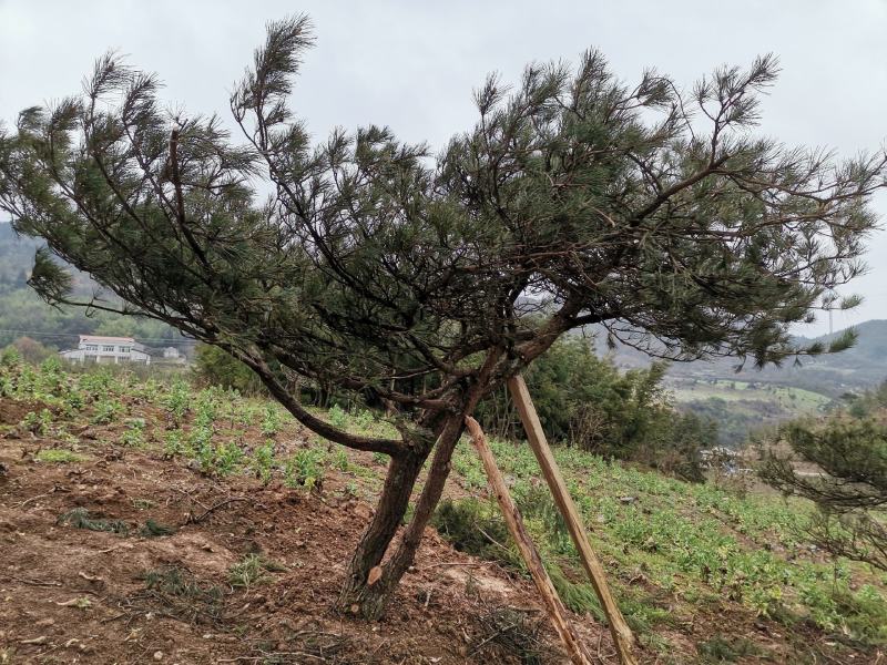 湖北基地出售各种规格漂枝异形黑松，易成活，全国齐发