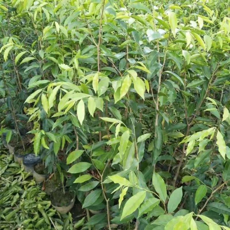 正品沉香苗营养杯苗，好成活