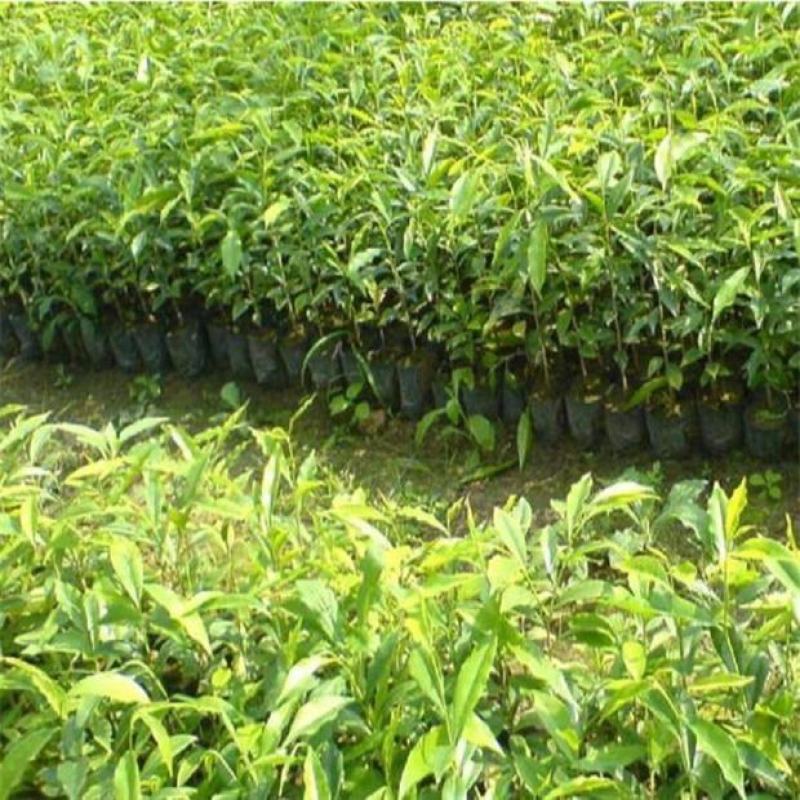 正品沉香苗营养杯苗，好成活