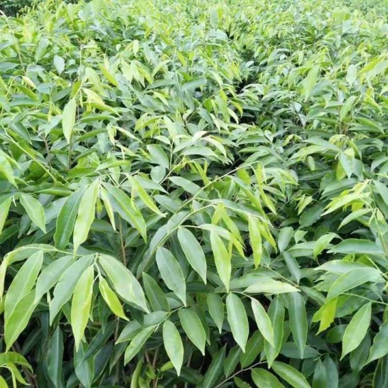 正品沉香苗营养杯苗，好成活