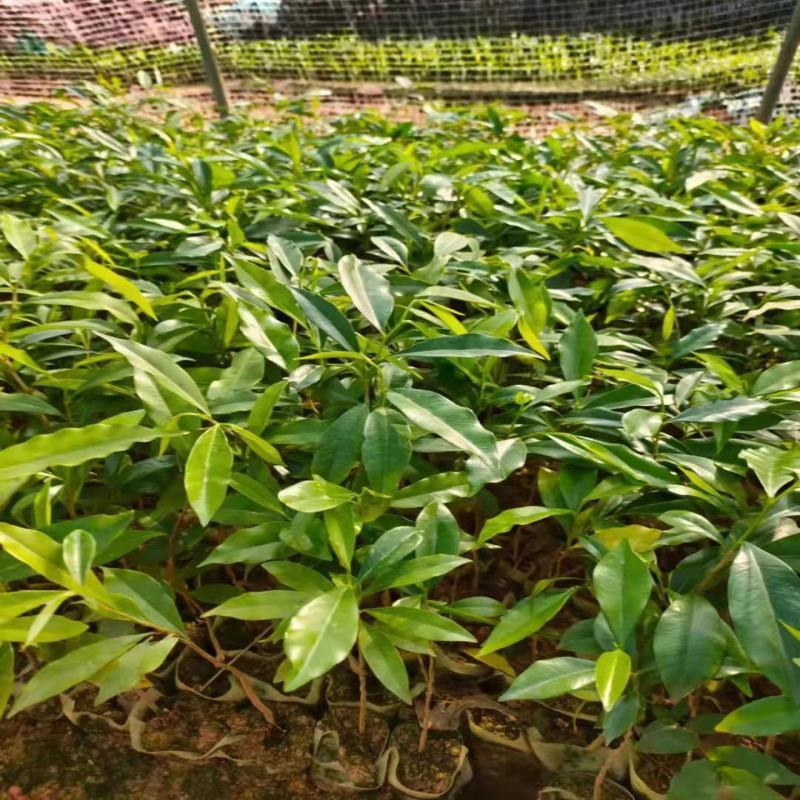 正品沉香苗营养杯苗，好成活