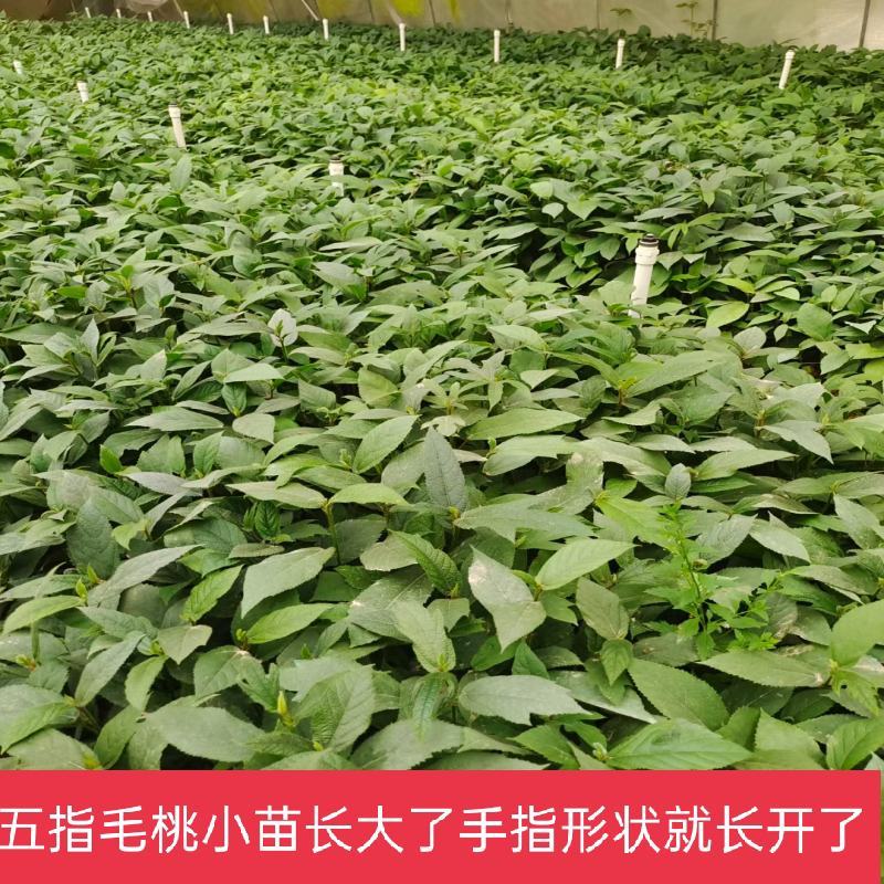 五指毛桃苗营养杯苗带杯包邮