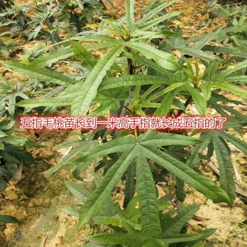 五指毛桃苗营养杯苗带杯包邮
