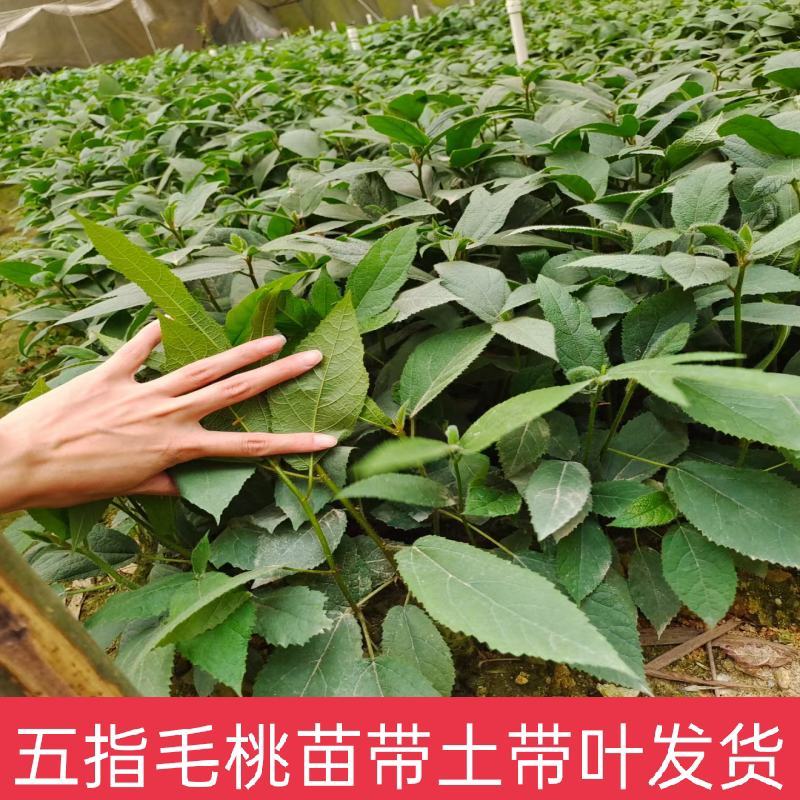 五指毛桃苗营养杯苗带杯包邮