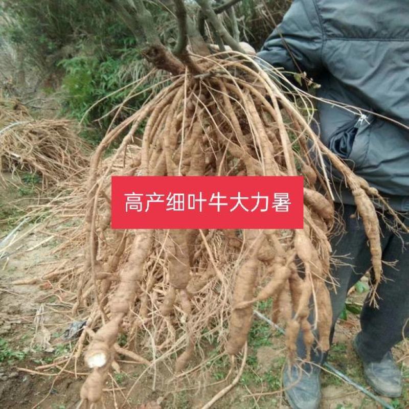正品牛大力苗，中小叶品种