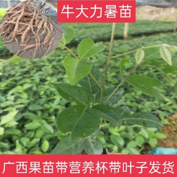 正品牛大力苗，中小叶品种