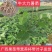 正品牛大力苗，中小叶品种