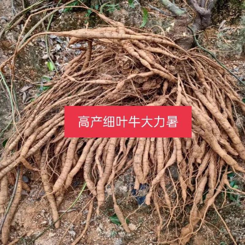 正品牛大力苗，中小叶品种