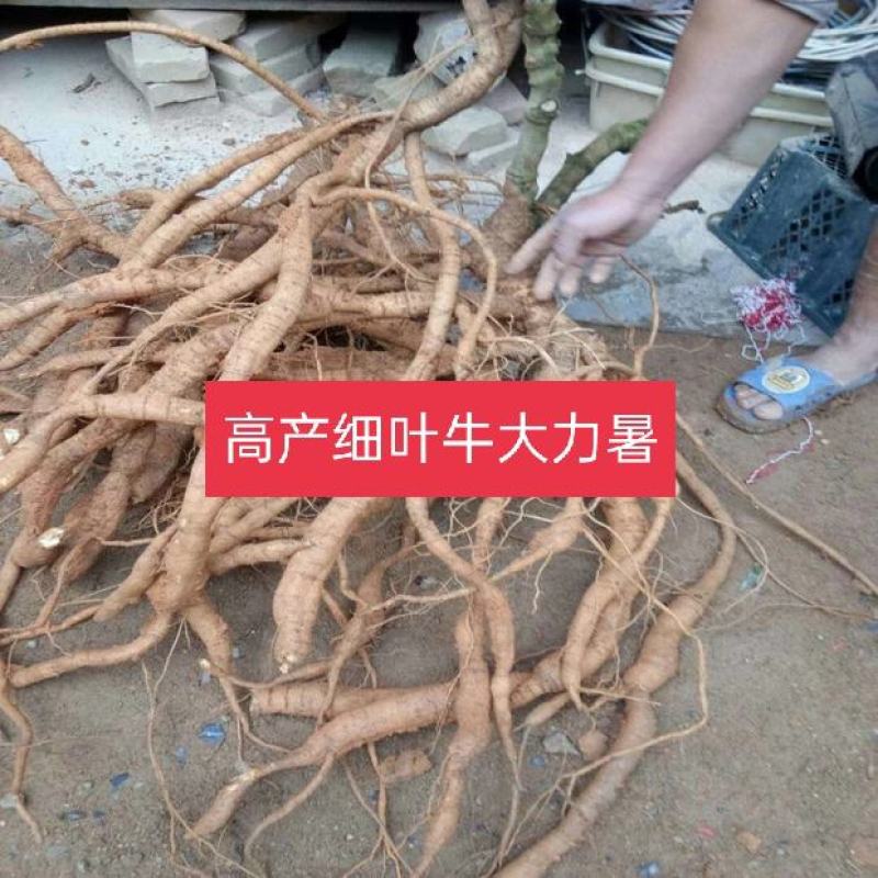 正品牛大力苗，中小叶品种