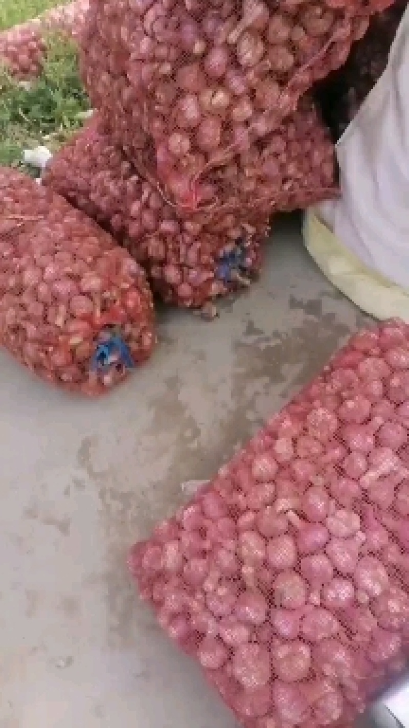 大蒜山东大蒜新蒜鲜蒜