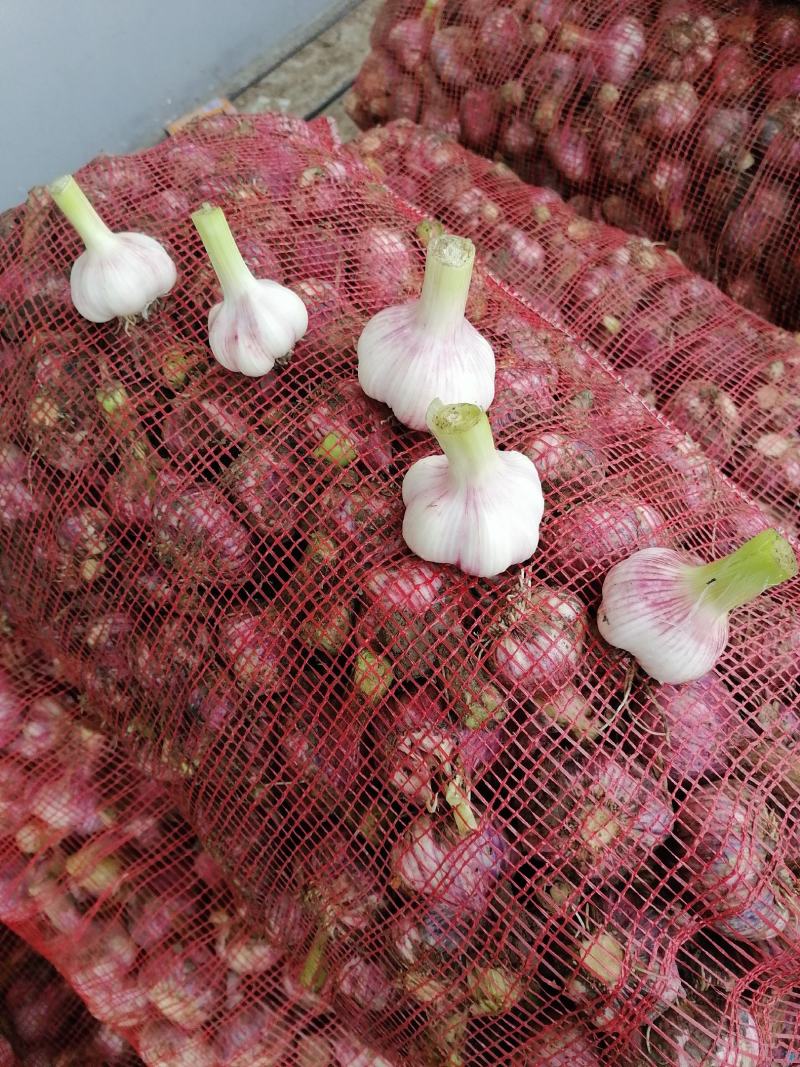 大蒜山东大蒜新蒜鲜蒜