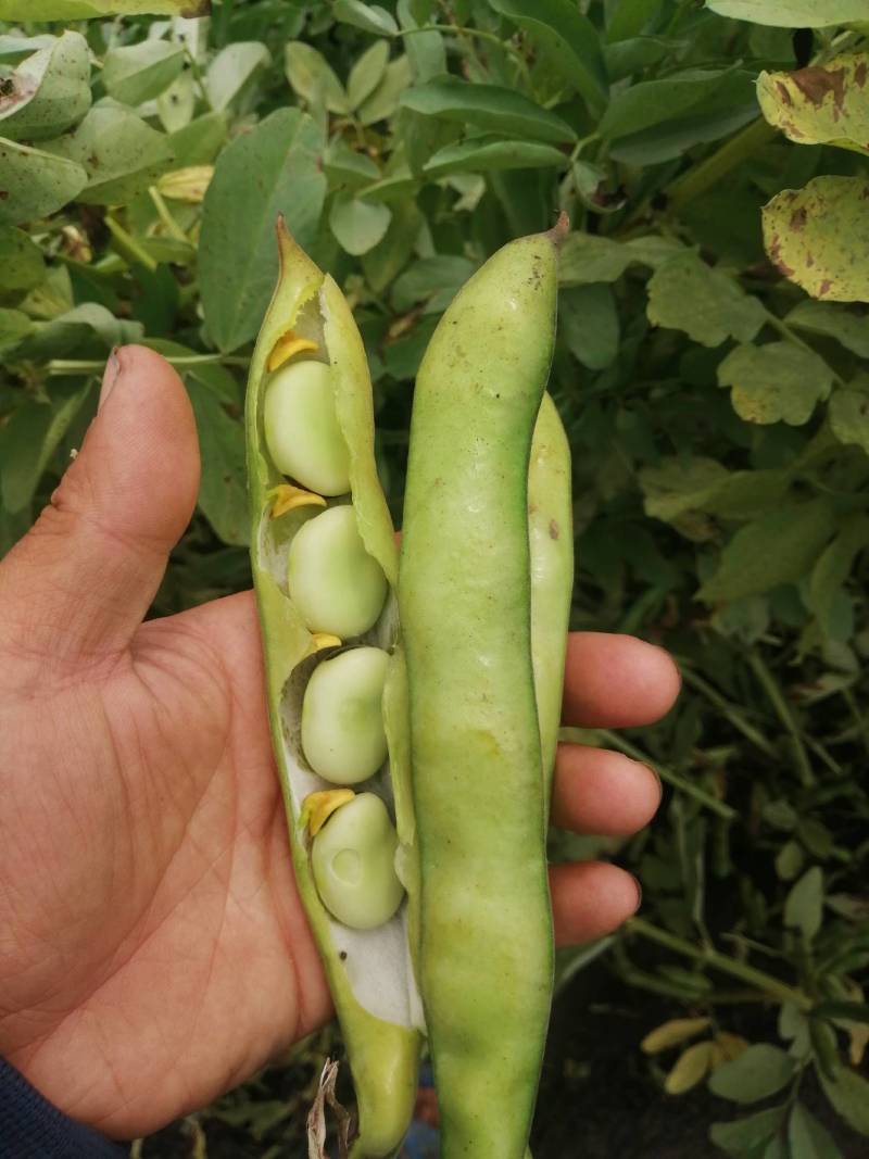 【推荐】大白皮蚕豆早大白和七星豆都有;青米白米都有