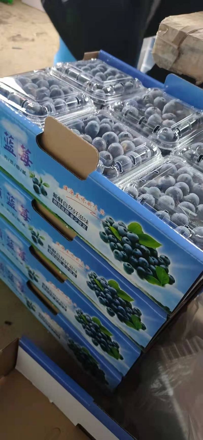 辽宁省丹东市大蓝莓
