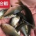 鲫鱼苗中科3号五号黄金鲫湘鲫良种鲫鱼可送货上门货到付款