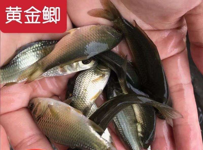 鲫鱼苗中科3号五号黄金鲫湘鲫良种鲫鱼可送货上门货到付款