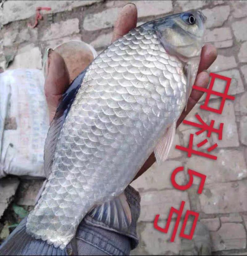 鲫鱼苗中科3号五号黄金鲫湘鲫良种鲫鱼可送货上门货到付款