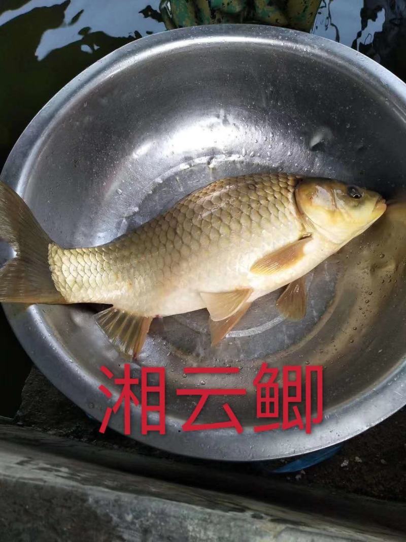 鲫鱼苗中科3号五号黄金鲫湘鲫良种鲫鱼可送货上门货到付款