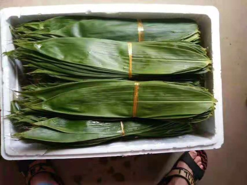 新鲜粽叶，粽子草绳