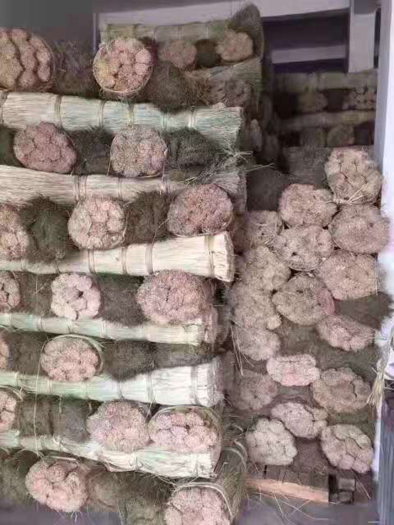 新鲜粽叶，粽子草绳