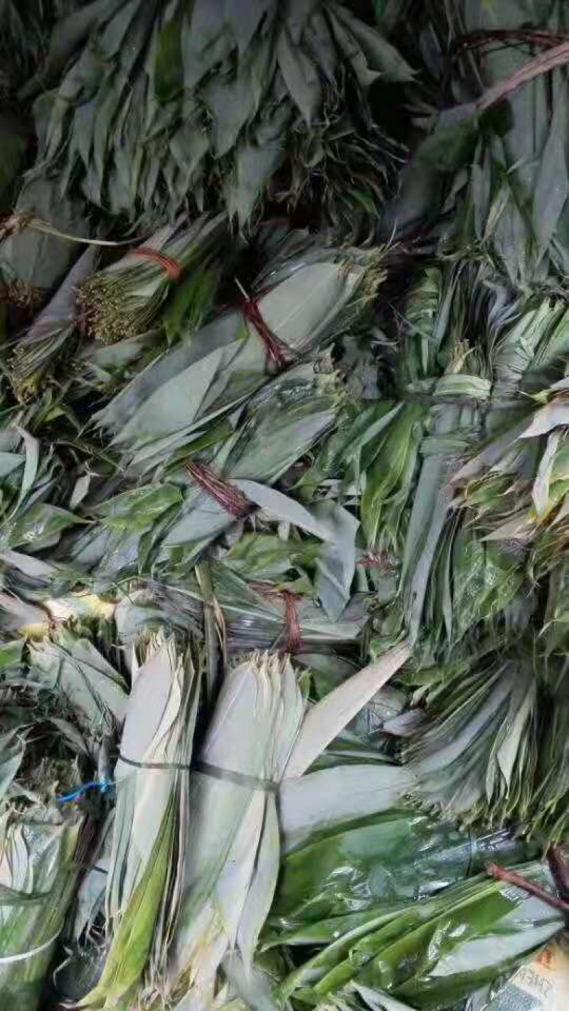 新鲜粽叶，粽子草绳