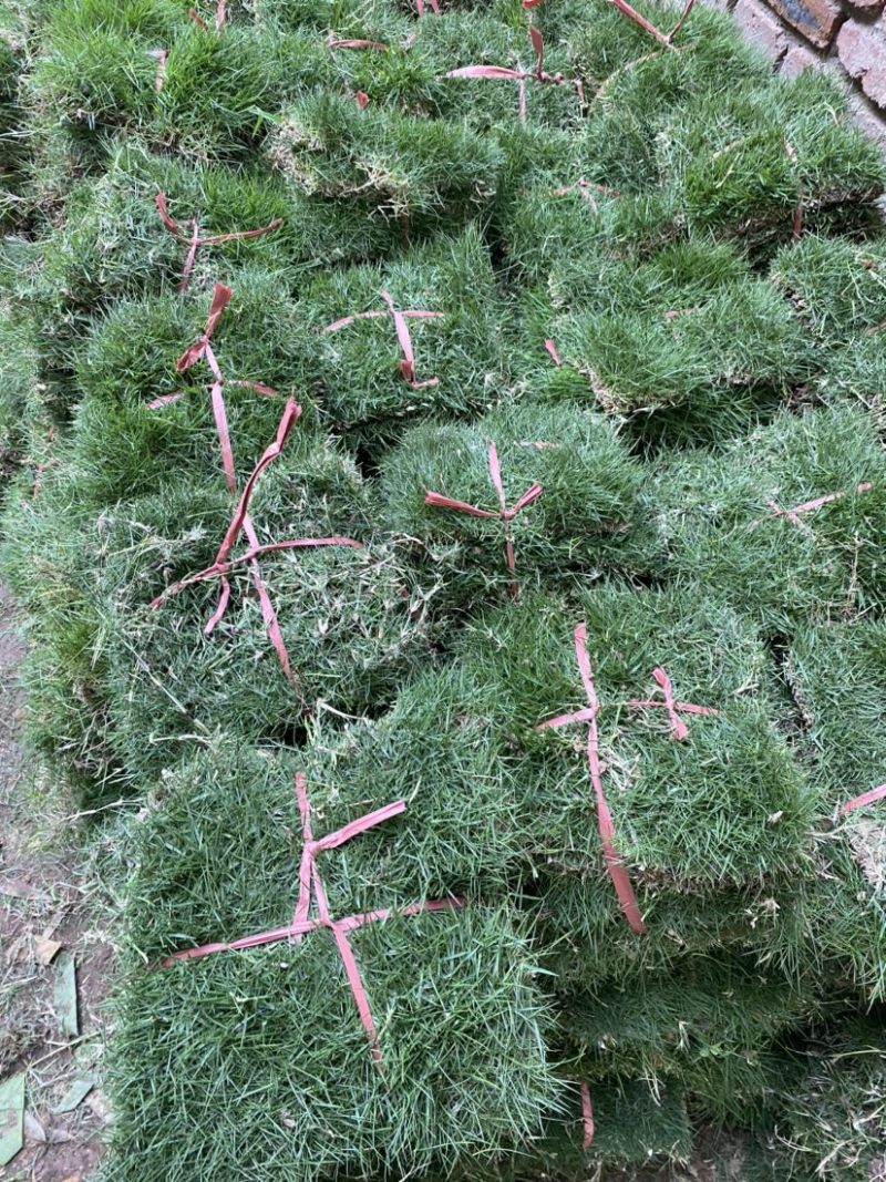 基地直销草皮价格优惠货源有保障