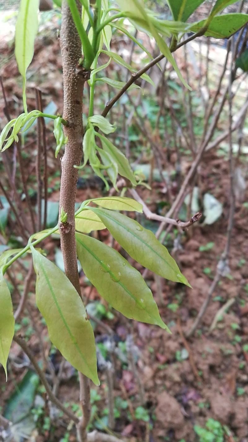 马尾松苗，嫁接油茶苗，沃柑苗龙眼苗，荔枝苗，