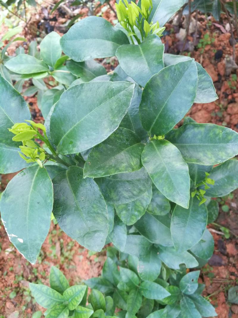 马尾松苗，嫁接油茶苗，沃柑苗龙眼苗，荔枝苗，
