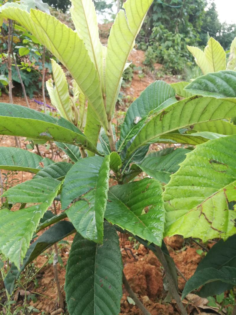 马尾松苗，嫁接油茶苗，沃柑苗龙眼苗，荔枝苗，