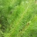 马尾松苗，嫁接油茶苗，沃柑苗龙眼苗，荔枝苗，