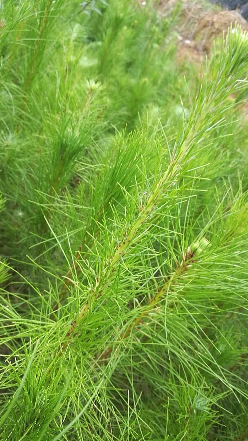 马尾松苗，嫁接油茶苗，沃柑苗龙眼苗，荔枝苗，