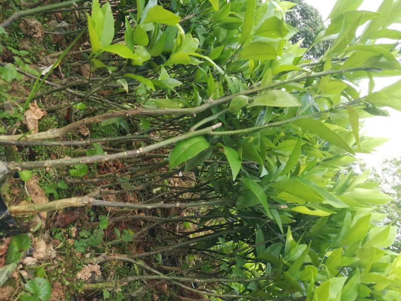 马尾松苗，嫁接油茶苗，沃柑苗龙眼苗，荔枝苗，