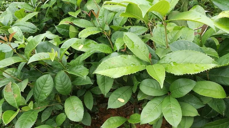 马尾松苗，嫁接油茶苗，沃柑苗龙眼苗，荔枝苗，
