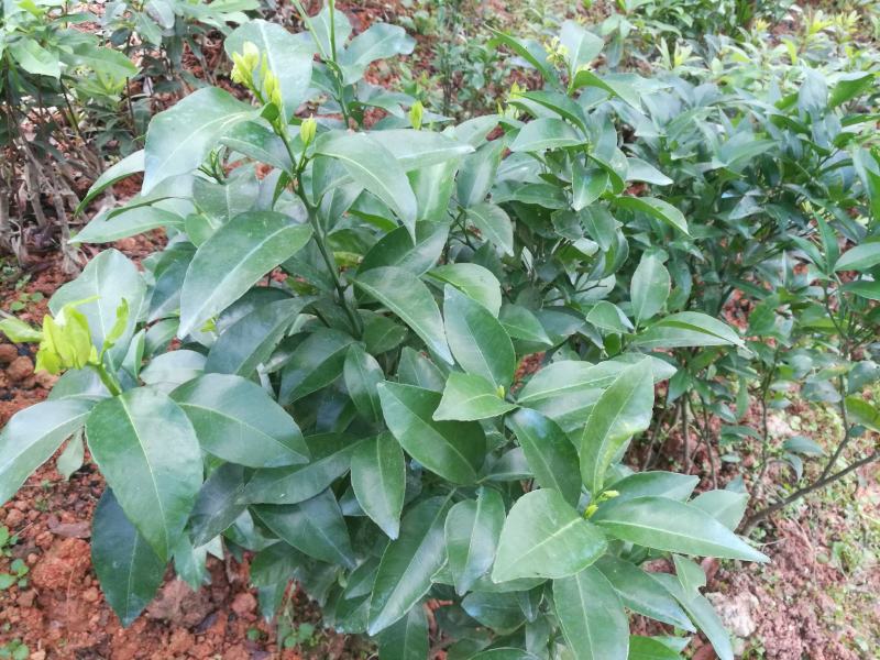 马尾松苗，嫁接油茶苗，沃柑苗龙眼苗，荔枝苗，