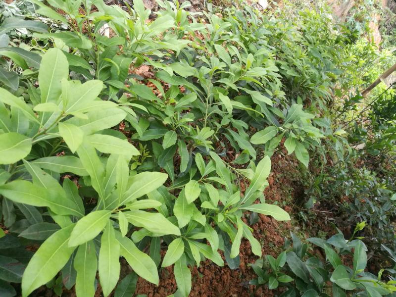 马尾松苗，嫁接油茶苗，沃柑苗龙眼苗，荔枝苗，