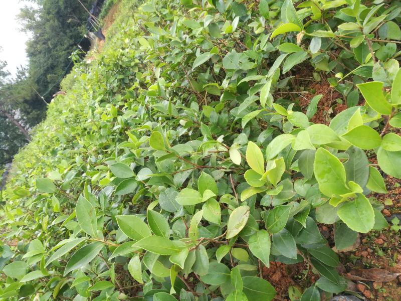 马尾松苗，嫁接油茶苗，沃柑苗龙眼苗，荔枝苗，