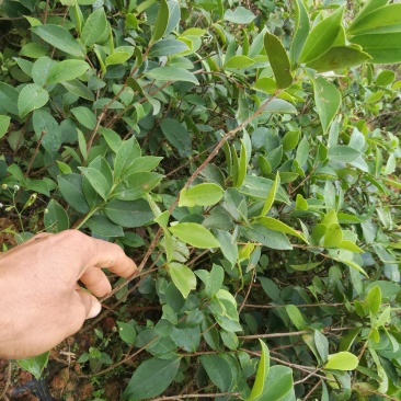 马尾松苗，嫁接油茶苗，沃柑苗龙眼苗，荔枝苗，