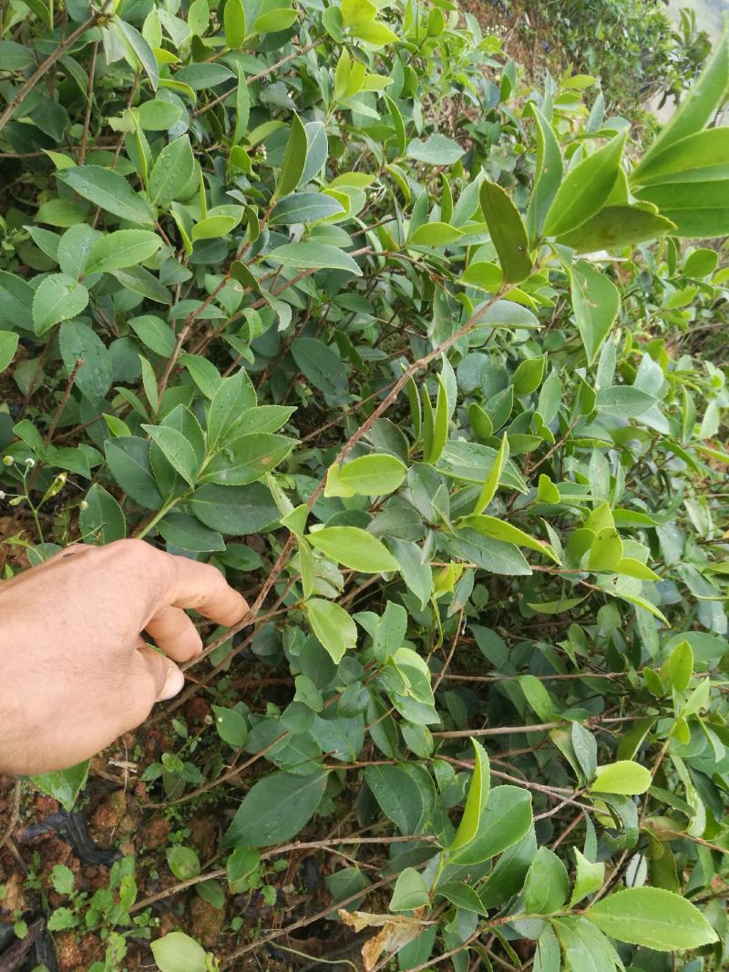 马尾松苗，嫁接油茶苗，沃柑苗龙眼苗，荔枝苗，