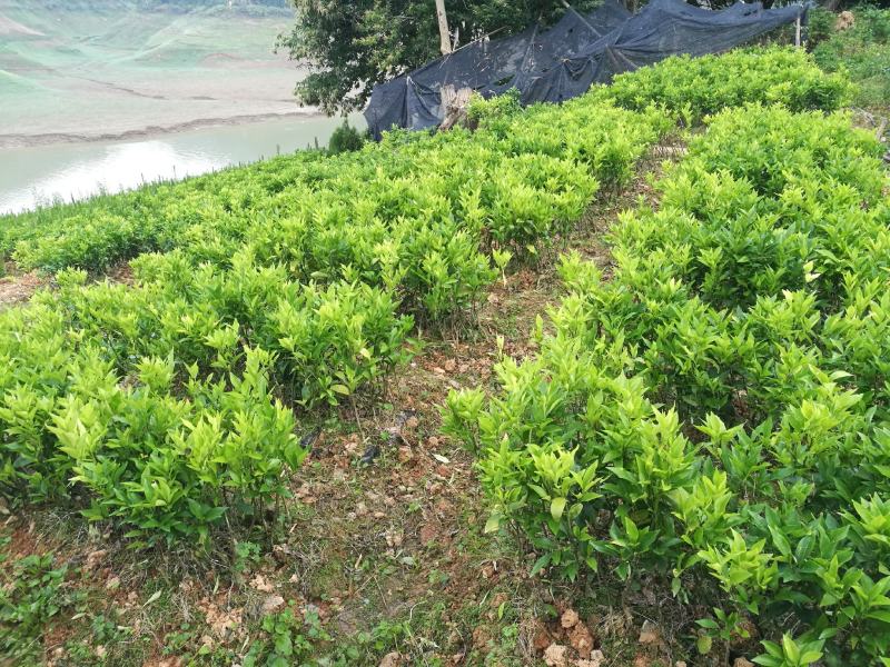 马尾松苗，嫁接油茶苗，沃柑苗龙眼苗，荔枝苗，