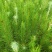 马尾松苗，嫁接油茶苗，沃柑苗龙眼苗，荔枝苗，