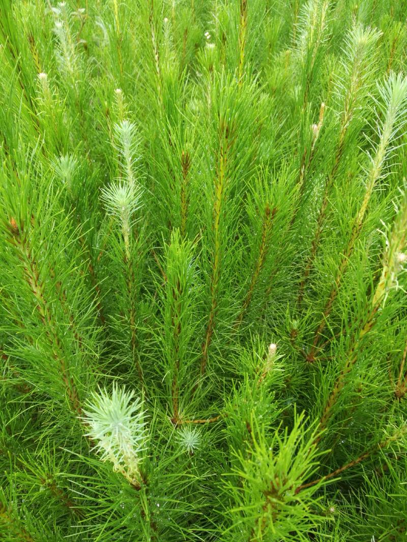 马尾松苗，嫁接油茶苗，沃柑苗龙眼苗，荔枝苗，