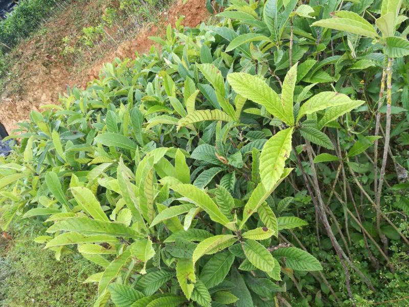 马尾松苗，嫁接油茶苗，沃柑苗龙眼苗，荔枝苗，