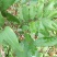马尾松苗，嫁接油茶苗，沃柑苗龙眼苗，荔枝苗，