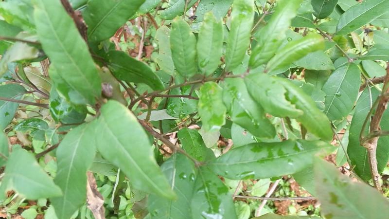 马尾松苗，嫁接油茶苗，沃柑苗龙眼苗，荔枝苗，